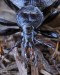 úzkoštítník (Brouci), Cychrus attenuatus, Cychrini, Carabidae (Coleoptera)